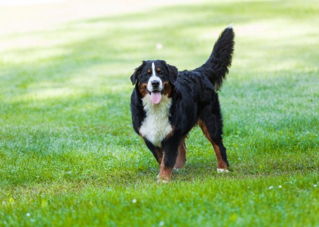 A Pet Owner’s Guide To Maintaining A Lush Lawn
