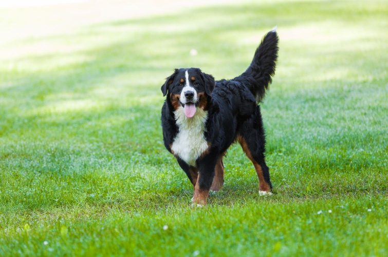 A Pet Owner’s Guide To Maintaining A Lush Lawn