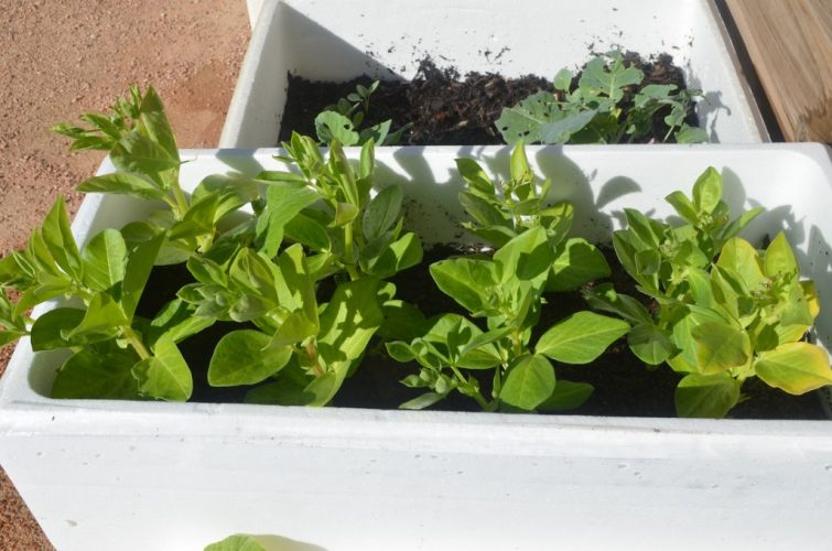 Maximise Your Vegetable Garden Space With Styrofoam Containers
