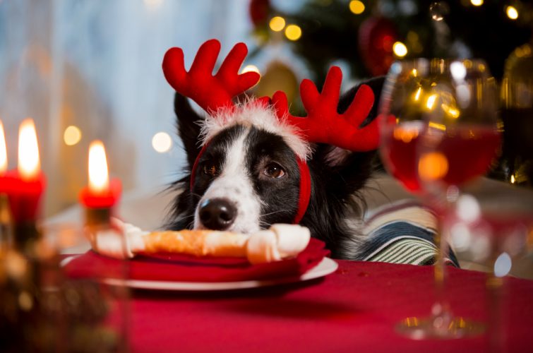 8 Tips For Happy Dogs At Christmas