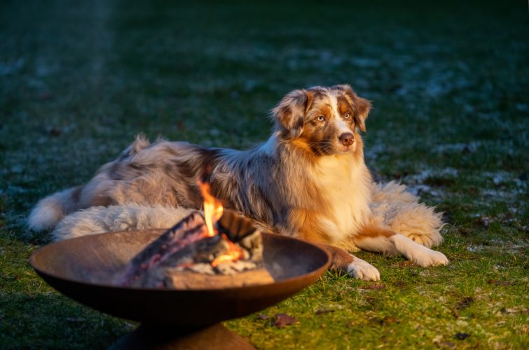 10 Tips To Prepare Dogs For Winter in Australia